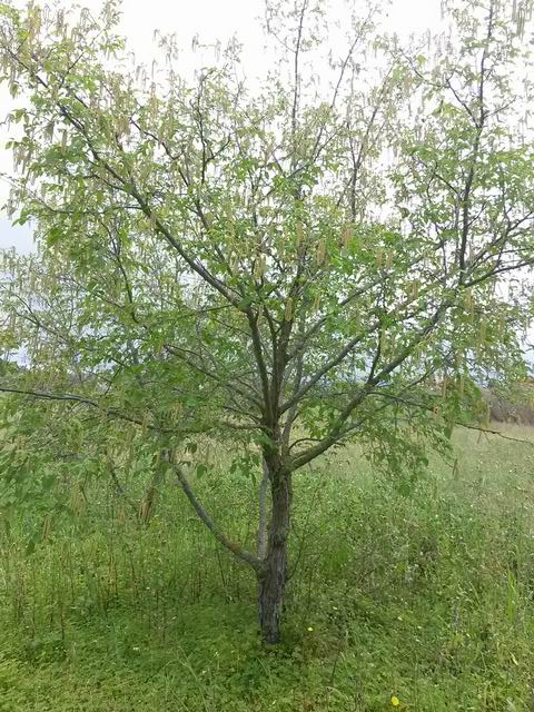 Carpino nero (Ostrya carpinifolia)